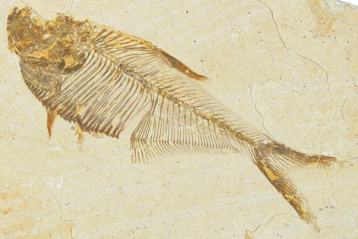 Detailed Fossil Fish (Diplomystus) - Wyoming #354062